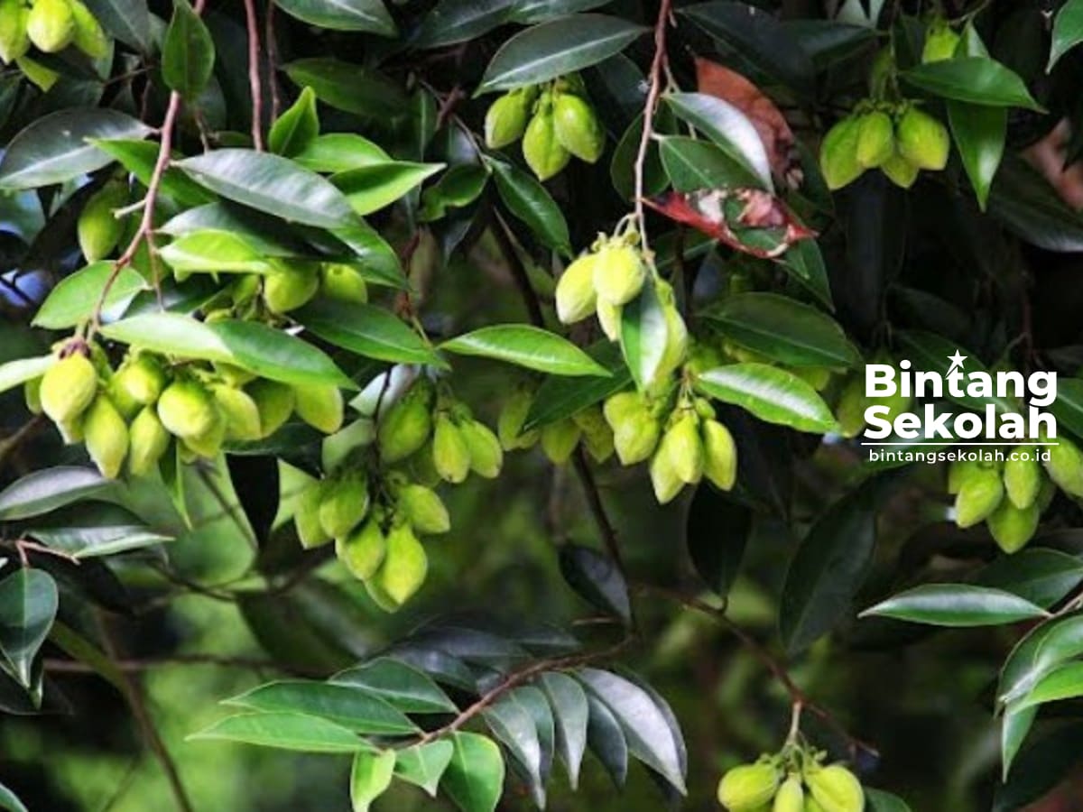 Gambar Pohon Gaharu