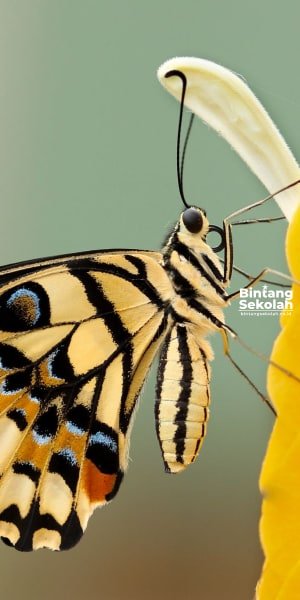 Kupu-kupu indah selalu membawa kebahagian ketika datang