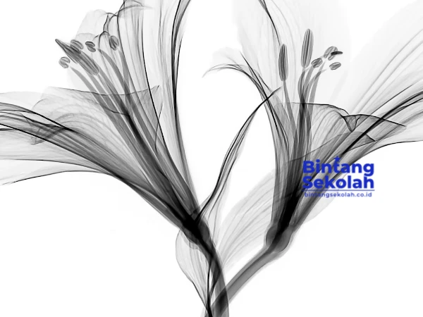 Sketsa Bunga karya Mathew Schwartz