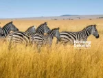 Kawanan Zebra di padang Sabana, mata pelajaran Jenis-Jenis Bioma di Dunia Beserta Ciri dan Contohnya